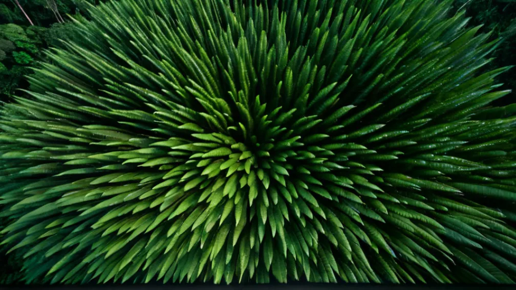 Амазония на грани климатической катастрофы: ученые бьют тревогу