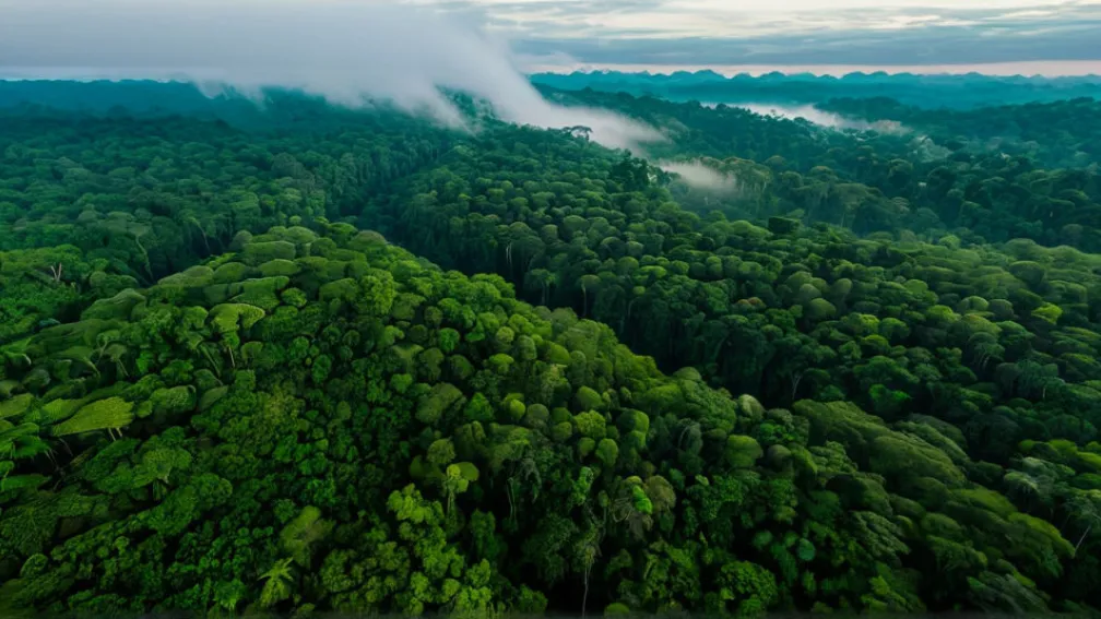 Амазония: Сохранит ли "зеленые легкие" планеты свою функцию на фоне изменения климата?