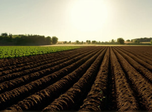 Сирийская семья возвращается домой после изгнания, чтобы возродить сельское хозяйство