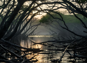 Трагедия в ДРК: Ночь ужаса для семьи в районе мангрового парка