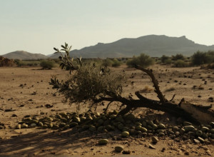 Ложное перемирие в Газе: Насилие продолжается, несмотря на соглашение