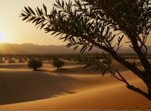 План Трампа по Газе: Мечты о «вечном мире» сталкиваются с реальностью