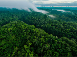 Амазония: Сохранит ли "зеленые легкие" планеты свою функцию на фоне изменения климата?