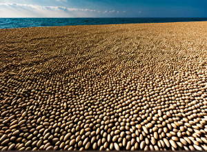 Понимание Черноморской зерновой инициативы