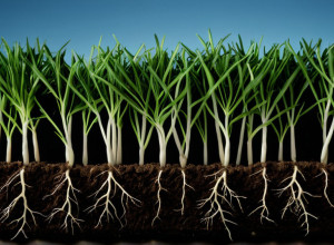 Абстрактное представление геномного редактирования, переплетенные нити ДНК и корни растений, символизирующие технологический прогресс в сельском хозяйстве