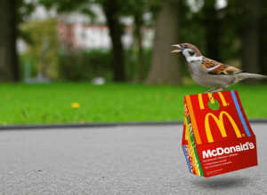 Птицы используют упаковку McDonald’s… и вот что они с ней делают, согласно исследованию