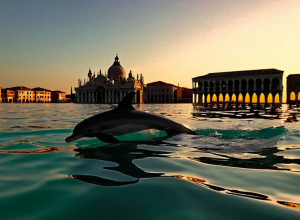 Дельфин МИММО: новая звезда Венеции под угрозой туристического внимания