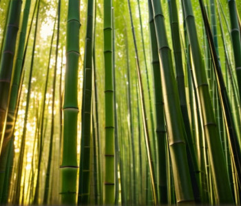 Дипломатия панд: Франция и Китай укрепляют отношения на фоне разногласий