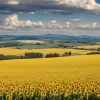 Сельское хозяйство Франции в кризисе: вернет ли спорный закон о пестицидах конкурентоспособность?