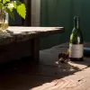 «Я алкоголик и буду им всю жизнь»: Ноэми Ленуар впервые откровенно рассказала о многолетней зависимости
